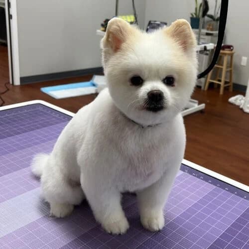 Fancy Paws Grooming photo 2
