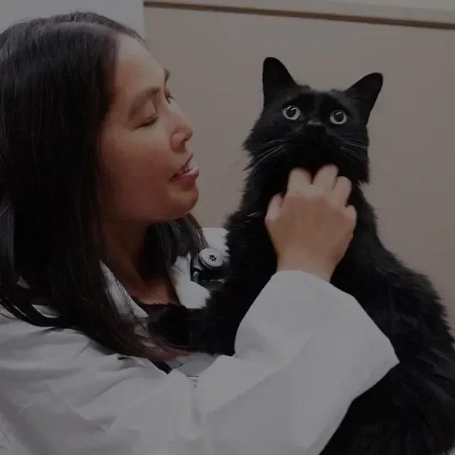 VCA 팰컨 빌리지 애니멀 병원